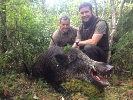 Cinghiale in battuta